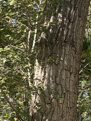 Populus deltoides wislizenii