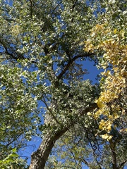 Populus deltoides wislizenii
