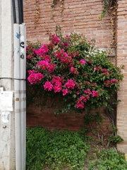 Bougainvillea