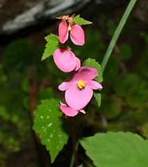 Begonia fusibulba