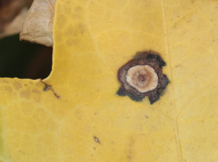 Colletotrichum trichellum