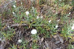 Helichrysum leucopsideum