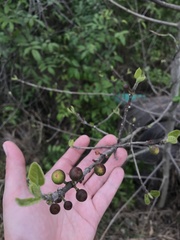 Ficus opposita