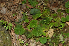 Begonia fusibulba