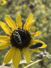 Acmaeodera macra