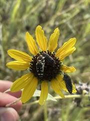 Acmaeodera macra