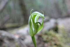 Pterostylis dubia