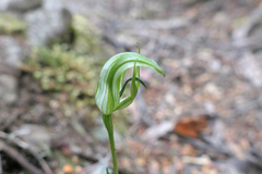 Pterostylis dubia