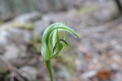 Pterostylis dubia