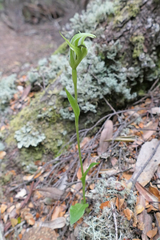 Pterostylis dubia