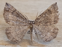 Apodrepanulatrix litaria