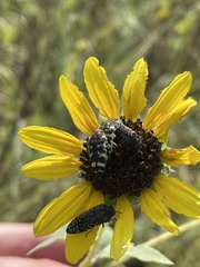 Acmaeodera macra