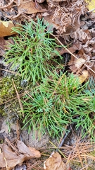 Diphasiastrum complanatum