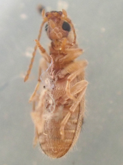 Notoxus desertus