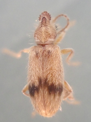 Notoxus desertus