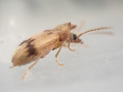 Notoxus desertus