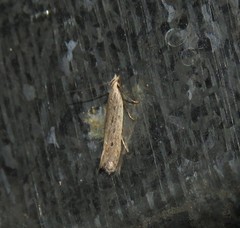 Anomologinae