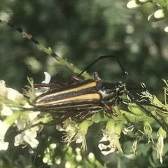 Sphaenothecus bilineatus