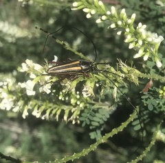 Sphaenothecus bilineatus