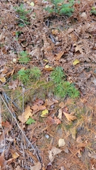 Diphasiastrum complanatum