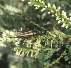 Sphaenothecus bilineatus