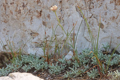 Antennaria microphylla