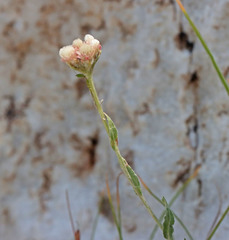 Antennaria microphylla