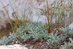 Antennaria microphylla