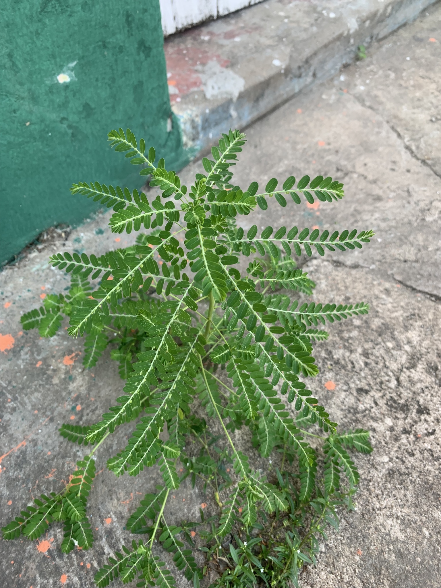 Phyllanthus amarus