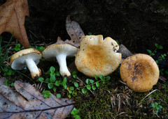 Russula ballouii