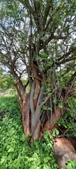 Albizia amara