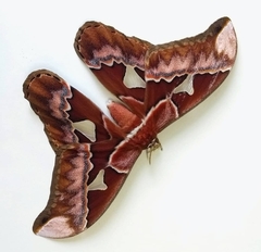 Lepidoptera