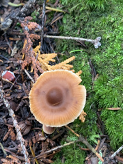 Cortinarius obtusus