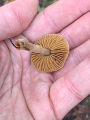 Cortinarius obtusus