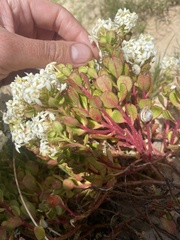 Stackhousia spathulata