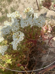 Stackhousia spathulata