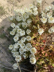 Stackhousia spathulata