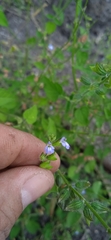 Salvia tehuacana