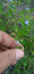 Salvia tehuacana