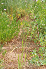 Bromus marginatus