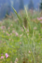 Bromus marginatus