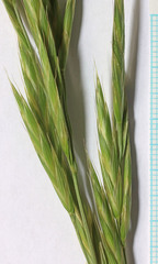 Bromus marginatus
