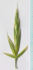 Bromus marginatus