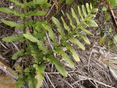 Asplenium lyallii