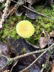 Hygrocybe parvula