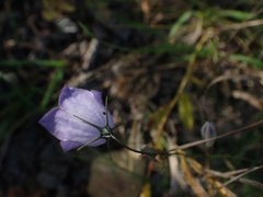 Campanula petiolata