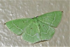 Comostolopsis apicata