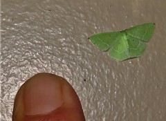 Comostolopsis apicata