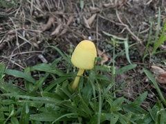 Leucocoprinus birnbaumii image