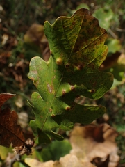 Neuroterus floccosus